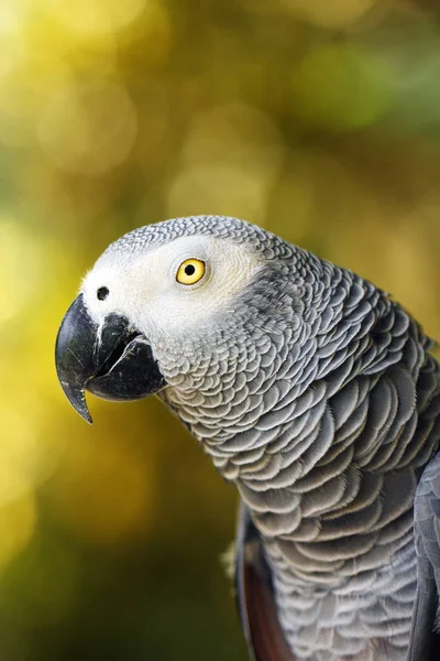 Szara Papuga Psittacus Erithacus Znana Również Jako Szara Papuga Kongijska — Zdjęcie stockowe