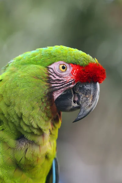 Macaw Wojskowy Ara Militaris Portret Zielonym Tłem — Zdjęcie stockowe