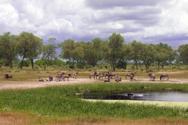 Zebra Delle Pianure Equus Burchellii Conosciuta Anche Come Zebra Comune — Foto Stock