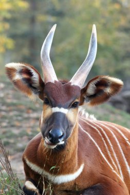 Bongo 'nun başı (Tragelaphus eurycerus) büyük boynuzları, kulakları ve yeşil ve sarı arka planı ile detaylandırılmıştır.