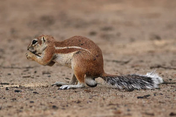 Cape ground squirrel (Xerus inauris) is sitting on the sandy ground of the desert and eating