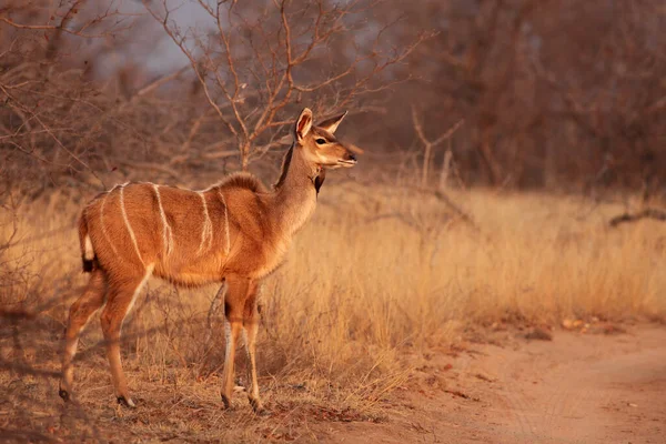Maior Kudu Tragelaphus Strepsiceros Está Savana Perto Trilha Empoeirada Bela — Fotografia de Stock