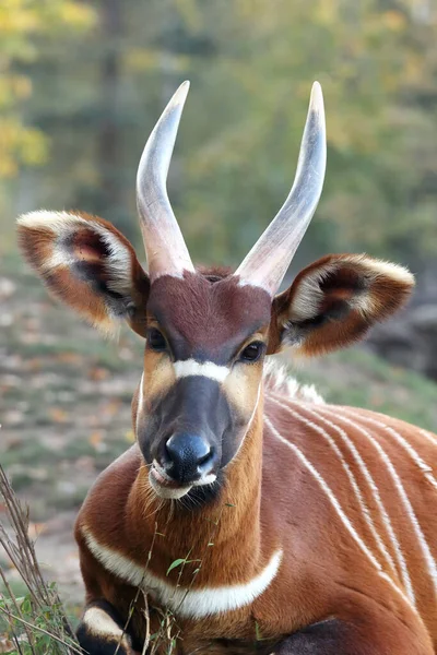 Детали Головы Бонго Tragelaphus Eurycerus Огромными Рогами Ушами Зеленым Желтым — стоковое фото