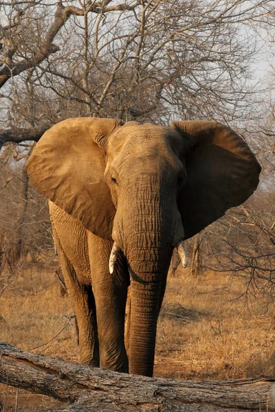 Młody Samiec Afrykańskiego Słonia Krzaczastego Loxodonta Africana Ostrzega Otwartymi Uszami — Zdjęcie stockowe