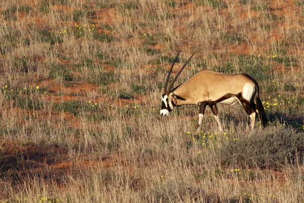 stock image The gemsbok or gemsbuck (Oryx gazella) is eating grass in the desert