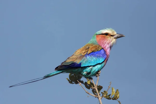 Rouleau Poitrine Lilas Coracias Caudata Assis Sur Dessus Branche Nue — Photo