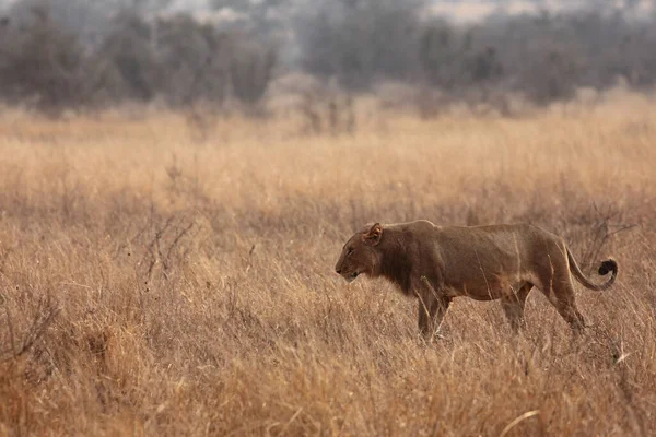 Samiec Lew Panthera Leo Spaceruje Rano Pięknej Sawannie Południowoafrykańskiej — Zdjęcie stockowe
