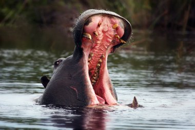 Hippopotamus (Hippopotamus amfibi) ya da su aygırı, açık çene ile uyarıp güzel bir akşam ışığında gölün ortasında yüzmektir.