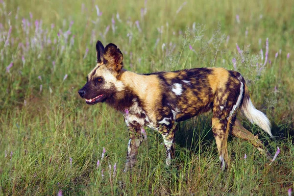 Porträt Eines Afrikanischen Wildhundes Eines Afrikanischen Jagdhundes Oder Eines Afrikanischen — Stockfoto