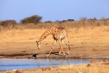 Zürafa, Güney Afrika zürafası veya Pelerin zürafası (zürafa camelopardalis zürafa) su birikintisinden su içmektedir.