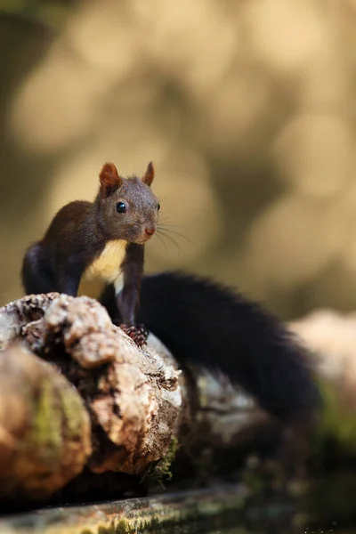 Vörös Mókus Vagy Eurázsiai Vörös Mókus Sciurus Vulgaris Egy Száraz — Stock Fotó