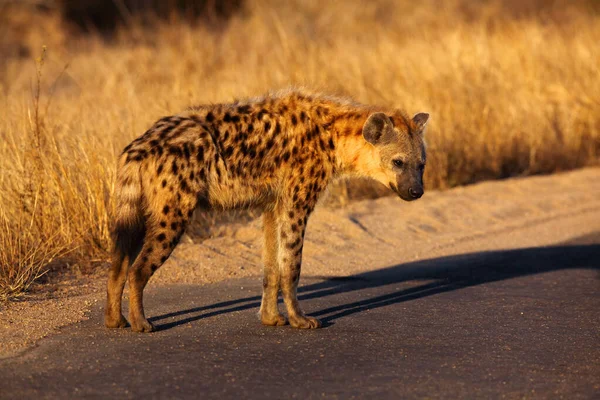 Spatřená Hyena Crocuta Crocuta Známá Také Jako Hyena Smíchu Stojící — Stock fotografie