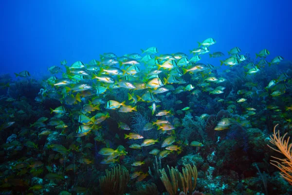 Shoal Poissons Dans Mer Des Caraïbes Poisson Sur Récif Sur — Photo