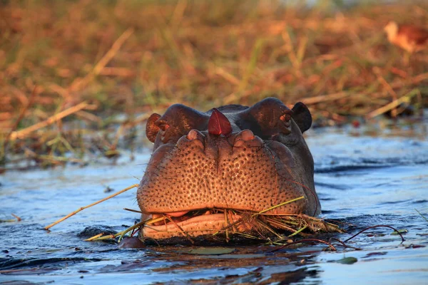 Hipopotam Zwyczajny Hipopotam Amfibia Lub Hipopotam Wypasający Się Rzece Liściem — Zdjęcie stockowe