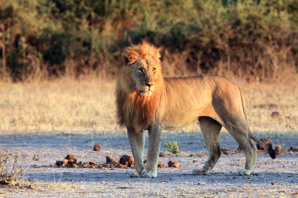 León Transvaal Panthera Leo Krugeri También Conocido Como León Sudeste — Foto de Stock