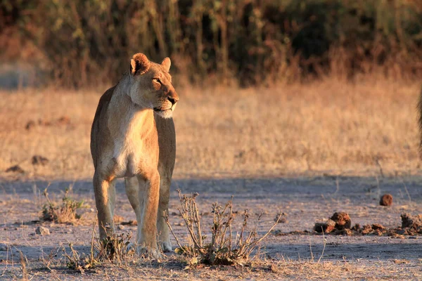 León Transvaal Panthera Leo Krugeri También Conocido Como León Del — Foto de Stock