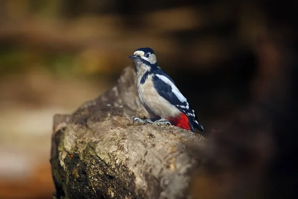 Grande Pica Pau Manchado Dendrocopos Major Sentado Tronco Árvore Meio — Fotografia de Stock