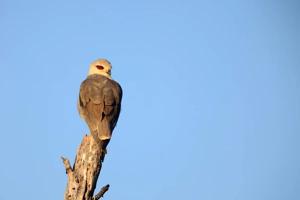 Der Schwarzflügelmilan Elanus Caeruleus Auch Als Schwarzschultermilan Bekannt Sitzt Auf — Stockfoto