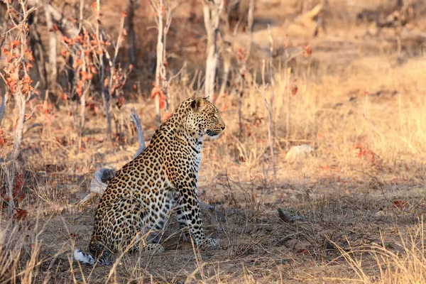 Samiec Lamparta Pomarańczowej Trawie Lampart Afrykański Panthera Pardus Suchej Sawannie — Zdjęcie stockowe