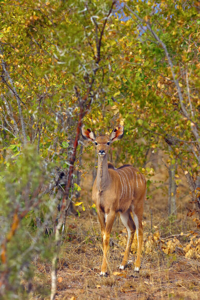 Большая куду (Tragelaphus strepsiceros) .Молодая женщина, стоящая в кустах в осенних цветах
.