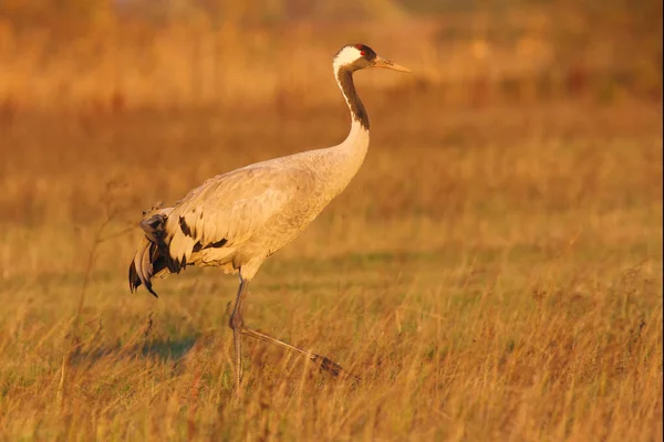 Guindaste Comum Grus Grus Prado Cores Outono Pôr Sol Guindaste — Fotografia de Stock