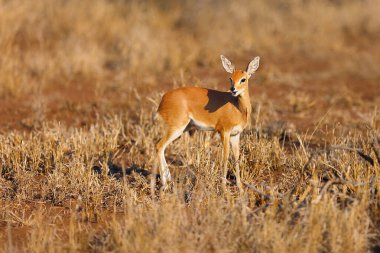 Steenbok (Raphicerus campestris) çalılıklarda gizlidir. Kuru bir bozkırda genç, sevimli antilop steenbock. Çölde Steenbuck.