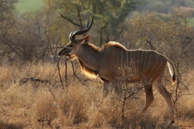 Büyük kudu (Tragelaphus strepsiceros) savanada ve çalılıkta büyük boynuzlarla yürür.