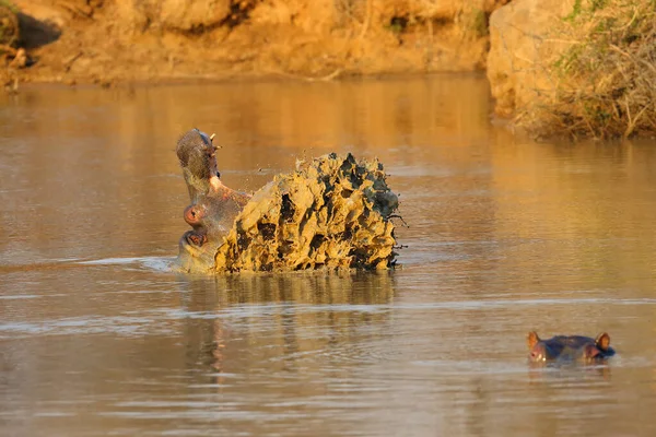 Den Vanliga Flodhästen Hippopotamus Amfibie Eller Flodhästen Öppnar Munnen När — Stockfoto