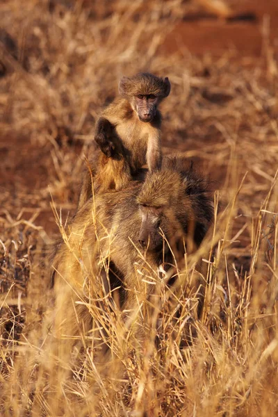 Die Mutter Mit Ihrem Baby Des Chakma Pavians Papio Ursinus — Stockfoto
