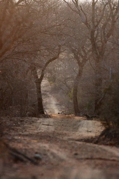 南非一条满是树木和灌木的尘土飞扬的道路 上午的游戏驾驶风景 — 图库照片