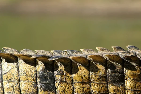 Skalorna Svansen Nilen Krokodil Crocodylus Niloticus Med Grön Bakgrund — Stockfoto