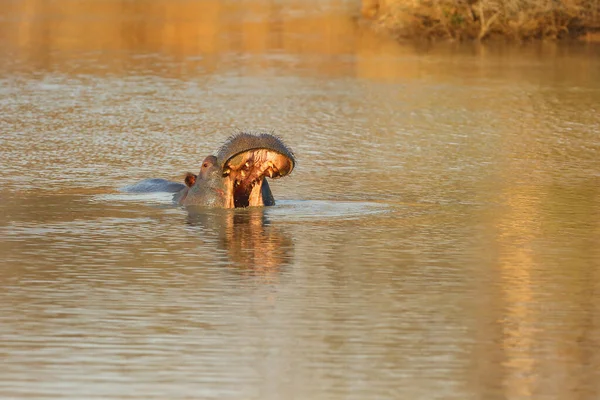 Common Hippopotamus Hippopotamus Amphibius Hippo Warning Open Jaws Swimming Middle — 스톡 사진