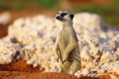 Mirket ya da suricata suricatta deliğin yakınında devriye gezer. Sabah güneşinde duran mirket.
