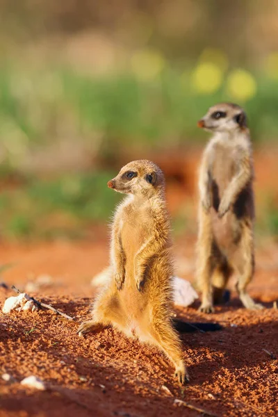 Das Erdmännchen Suricata Suricatta Patrouilliert Der Nähe Des Lochs Zwei — Stockfoto