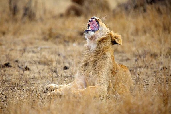 Leão Sul Panthera Leo Melanochaita Também Referido Como Leão Leste — Fotografia de Stock