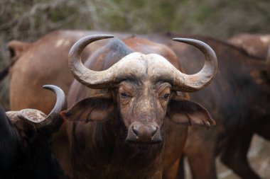 Afrika bufalosu (Syncerus caffer), yetişkin bir hayvanın portresi..
