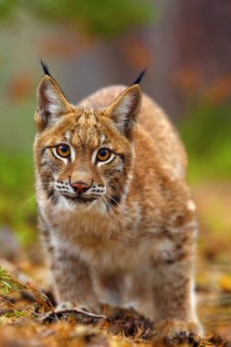 Avrasya vaşağı (Lynx vaşak), portatif. Kedi portresi. Kedi saldırmaya hazır..
