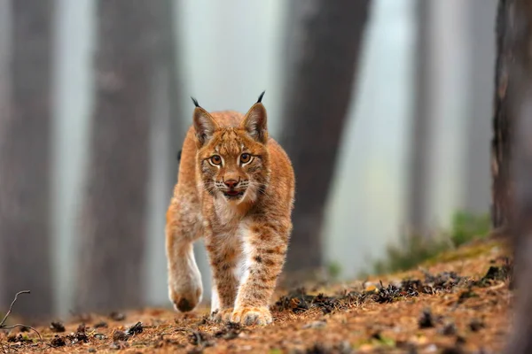 Ευρασιατικός Λύγκας Lynx Lynx Επίσης Γνωστός Ευρωπαϊκός Σιβηρικός Λύγκας Φθινοπωρινά — Φωτογραφία Αρχείου