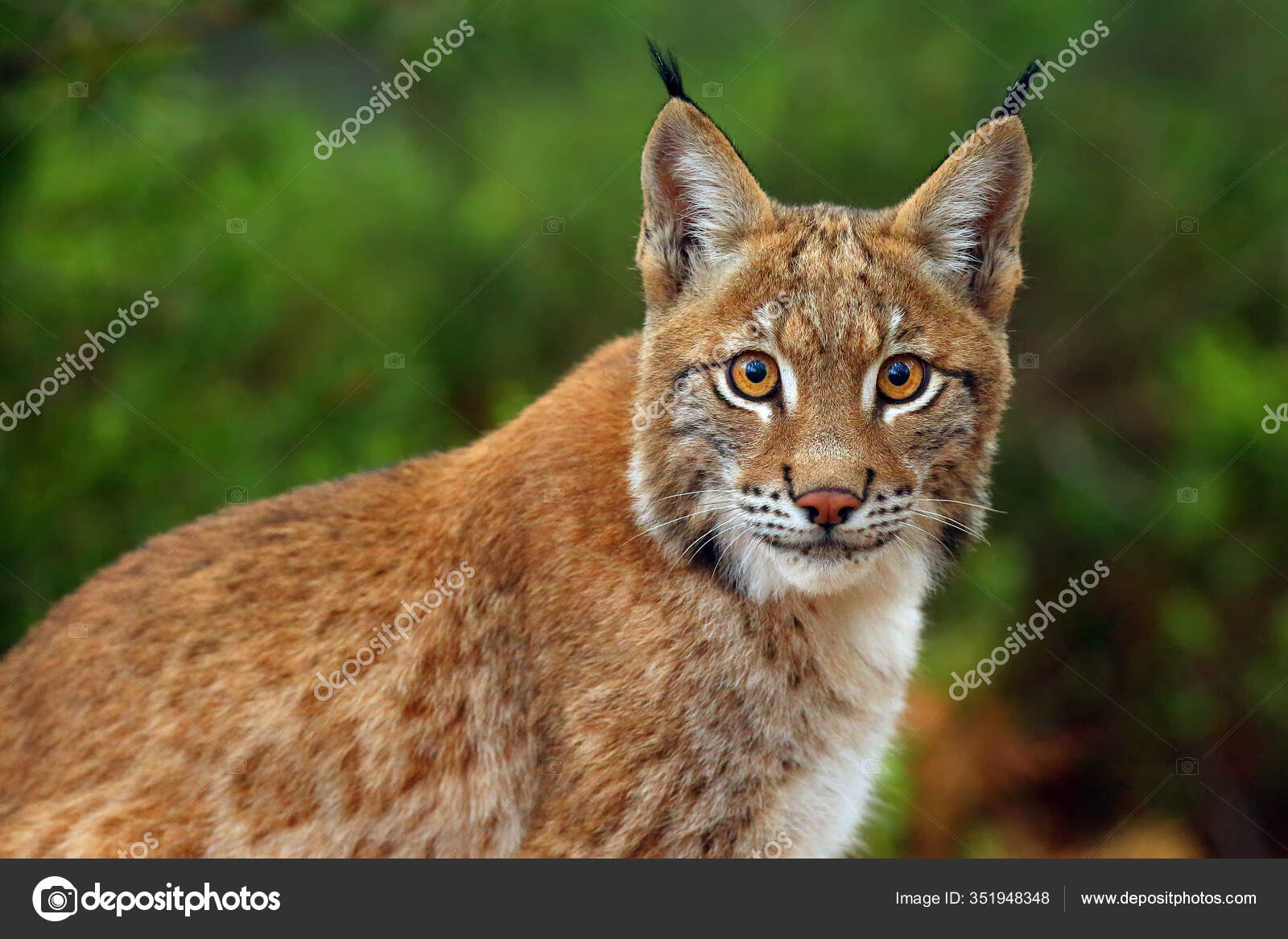 Bobcat animal Stock Photos, Royalty Free Bobcat animal Images | Depositphotos Bobcat animal Stock Photos, Royalty Free Bobcat animal Images | Depositphotos