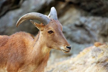 Berberi koyunu (Ammotragus lervia), portre. Vahşi koyunların portresi.