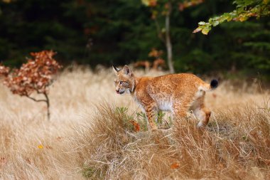 Avrasya vaşağı (Lynx vaşak), sonbahar renklerinde Avrupa veya Sibirya vaşağı olarak da bilinir..