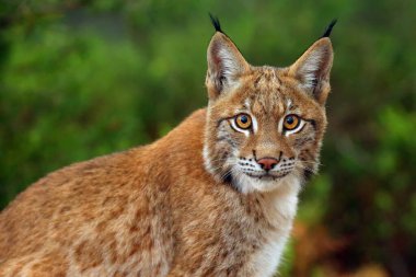 Avrasya vaşağı (Lynx vaşak), portatif. Sibirya vaşak portresi.