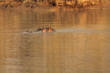 Su aygırları (Hippopotamus amfibi) ya da su aygırları gün batımından önce güzel bir akşam ışığında gölde yüzerler.
