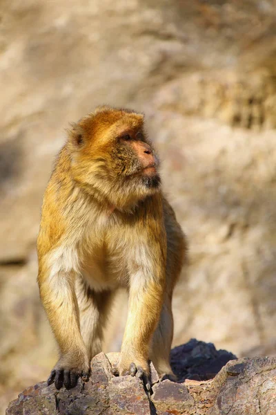 Macaco Berberiscos Macaca Sylvanus También Conocido Como Mono Berberiscos Magot —  Fotos de Stock