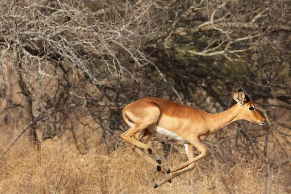 雌インパラ Aepyceros Melampus は危険から茂みの中を速く走っています — ストック写真