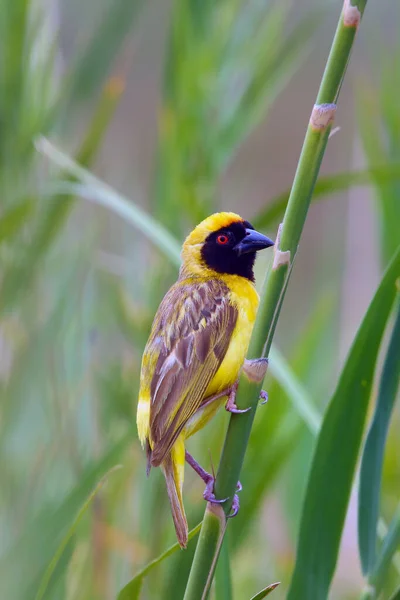 The southern masked weaver or African masked weaver (Ploceus velatus) sitting on the branch with green background.