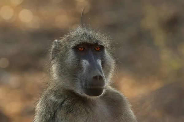 Детали Лица Chacma Baboon Papio Ursinus Мыса Бабуина Коричневым Фоном — стоковое фото