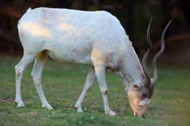 The addax (Addax nasomaculatus), also known as the white antelope and the screwhorn antelope walked on the green grass, clipart