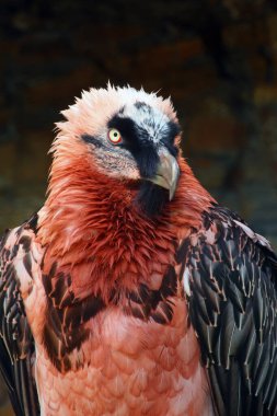 Sakallı akbaba (Gypaetus barbatus), sakallı akbaba ya da ossifraj olarak da bilinir. Kırmızı renkli yırtıcı bir kuşun portresi.