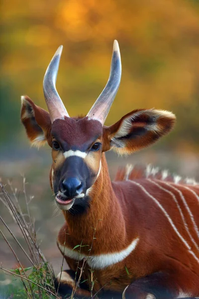 Bongo Oriental Montês Tragelaphus Eurycerus Isaac Portait Antílope Florestal — Fotografia de Stock